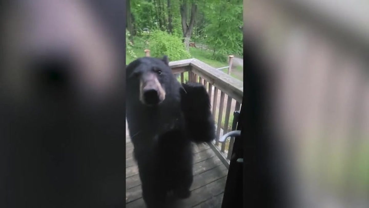 Brazen baby bear knocks on Connecticut resident’s window