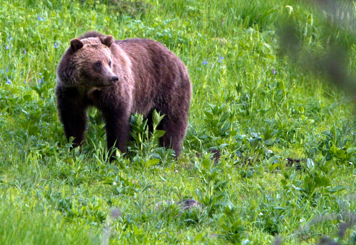 Woman killed in apparent grizzly bear attack on popular Yellowstone track