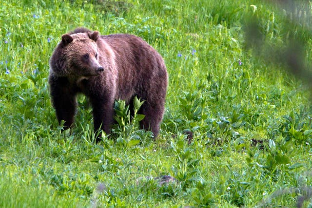<p>Pictured, stock image of a brown bear </p>