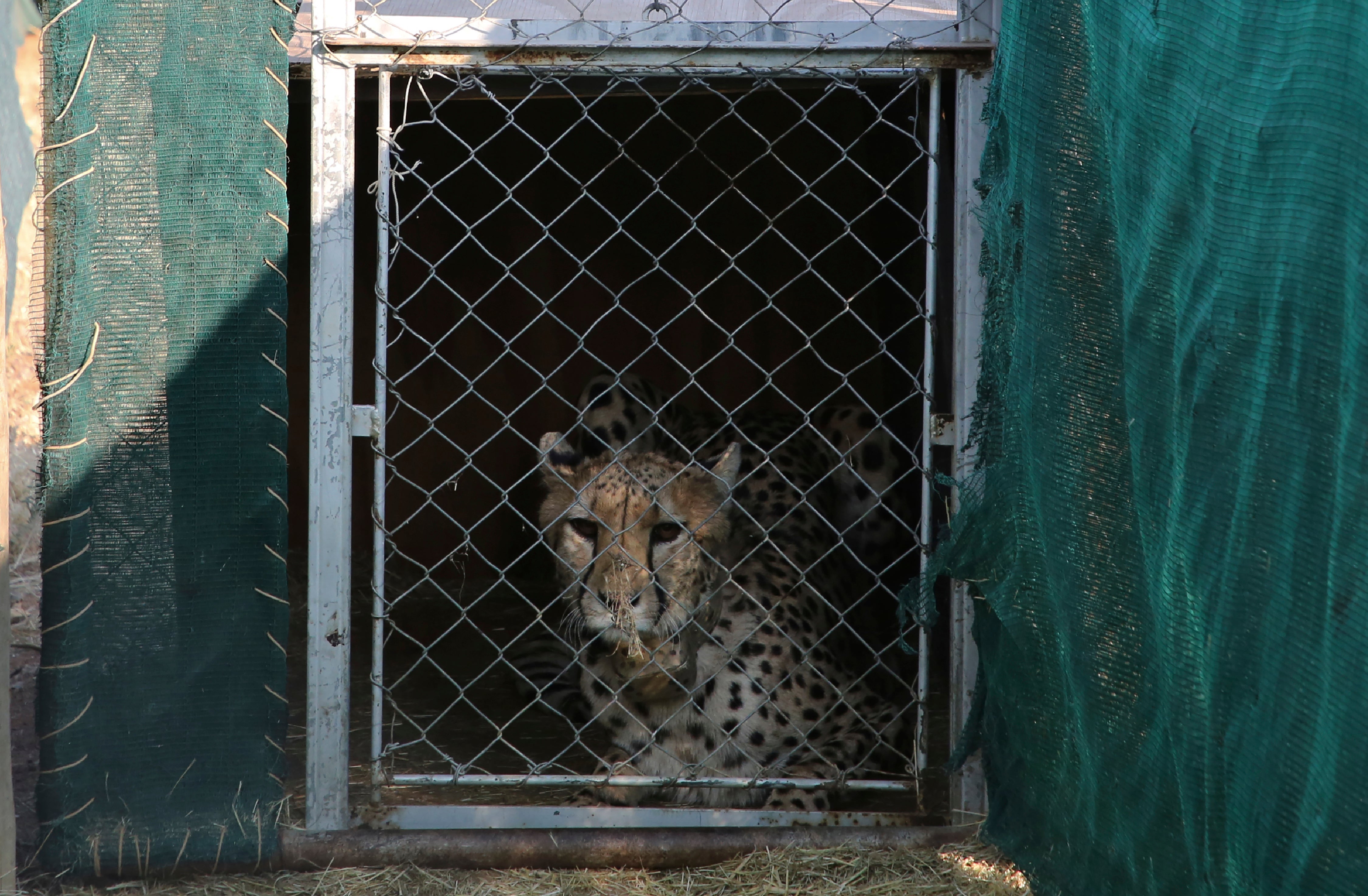 File photo: A cheetah lies inside a transport cage at the Cheetah Conservation Fund before being relocated to India