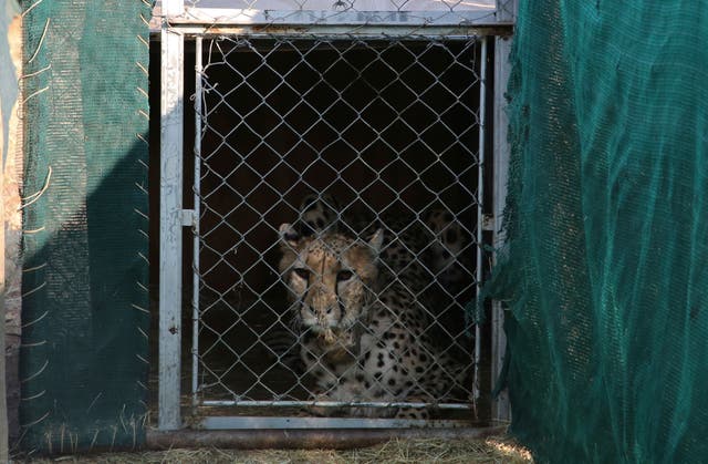 <p>File photo: A cheetah lies inside a transport cage at the Cheetah Conservation Fund before being relocated to India</p>