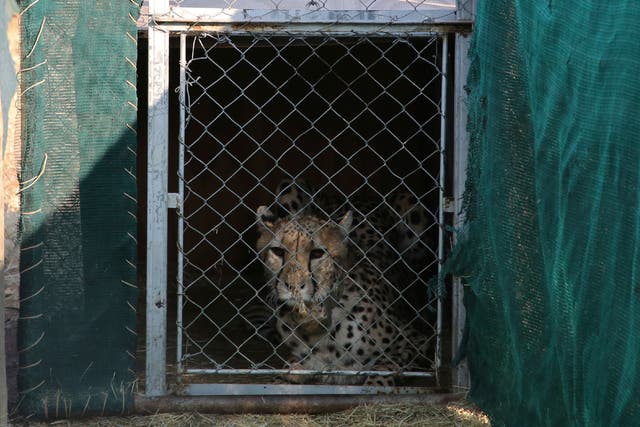 <p>File photo: A cheetah lies inside a transport cage at the Cheetah Conservation Fund before being relocated to India</p>