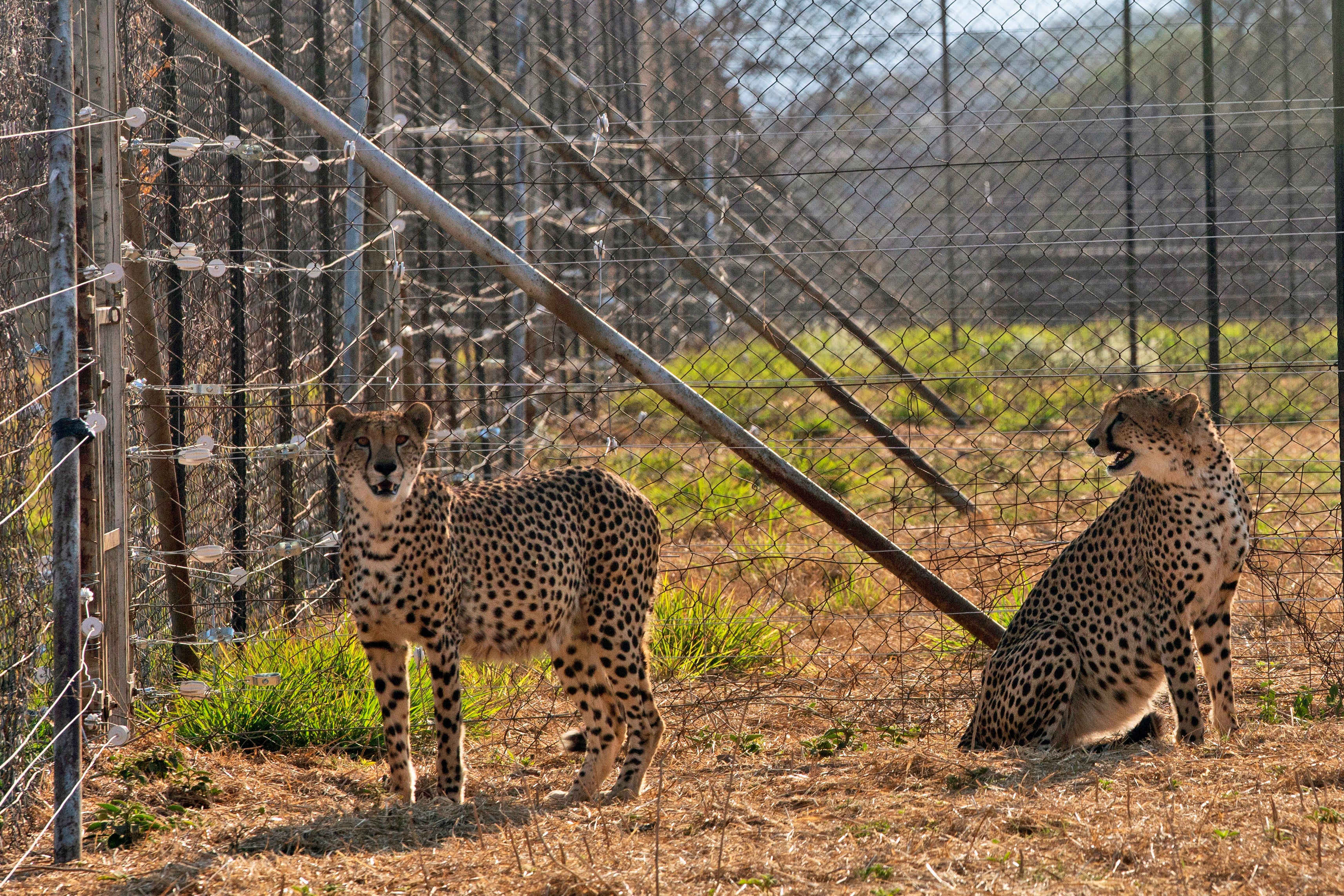 <p>Two cheetahs are seen inside a quarantine section before being relocated to India at a reserve near Bella Bella in South Africa </p>