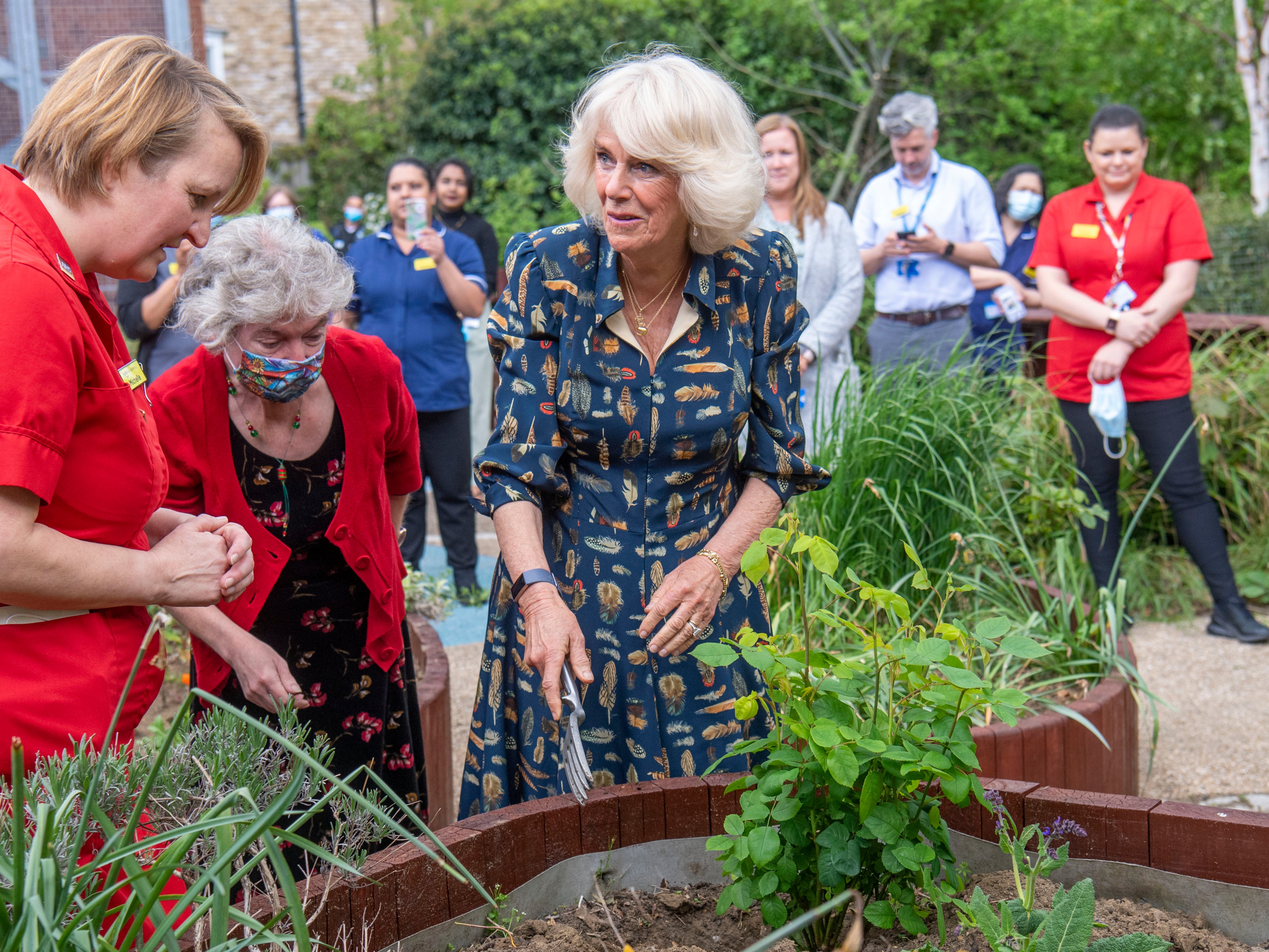 Camilla, then-Duchess of Cornwall, planting new Nye Bevan and Roald Dahl roses alongside Trust staff when she visited the hospital garden at The Whittington Hospital on 12 May 2021