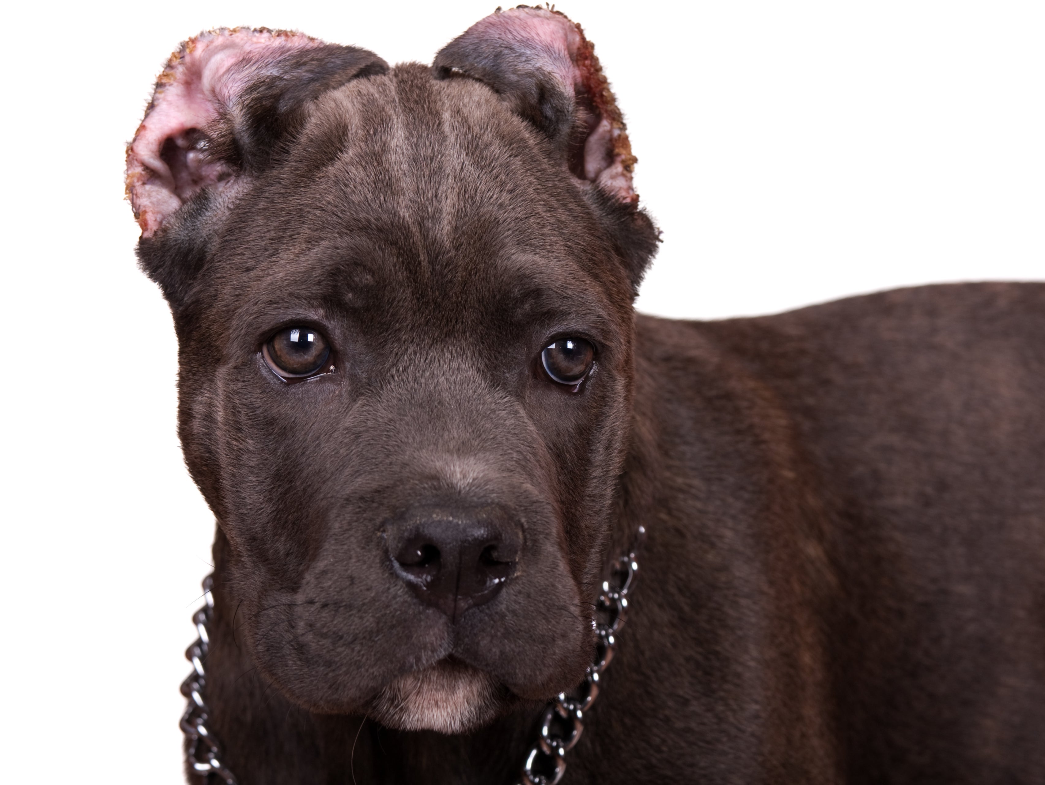 Dogs with cropped ears may still be imported