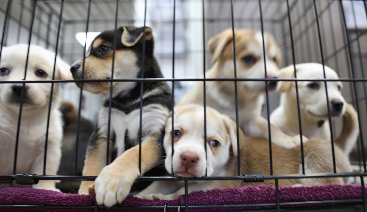 Ban on puppy smuggling and live exports dropped by Rishi Sunak’s government