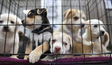 Puppy smuggling crackdown and live exports ban dropped in major government U-turn