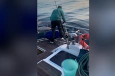Watch killer whales wreck boat in latest violent attack off Spain