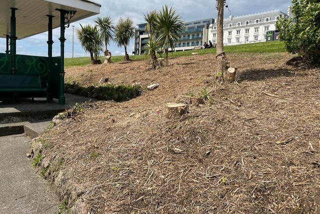 <p>The council said it had ‘removed large shrubs, including cabbage palms’ surrounding the Belvedere shelter</p>