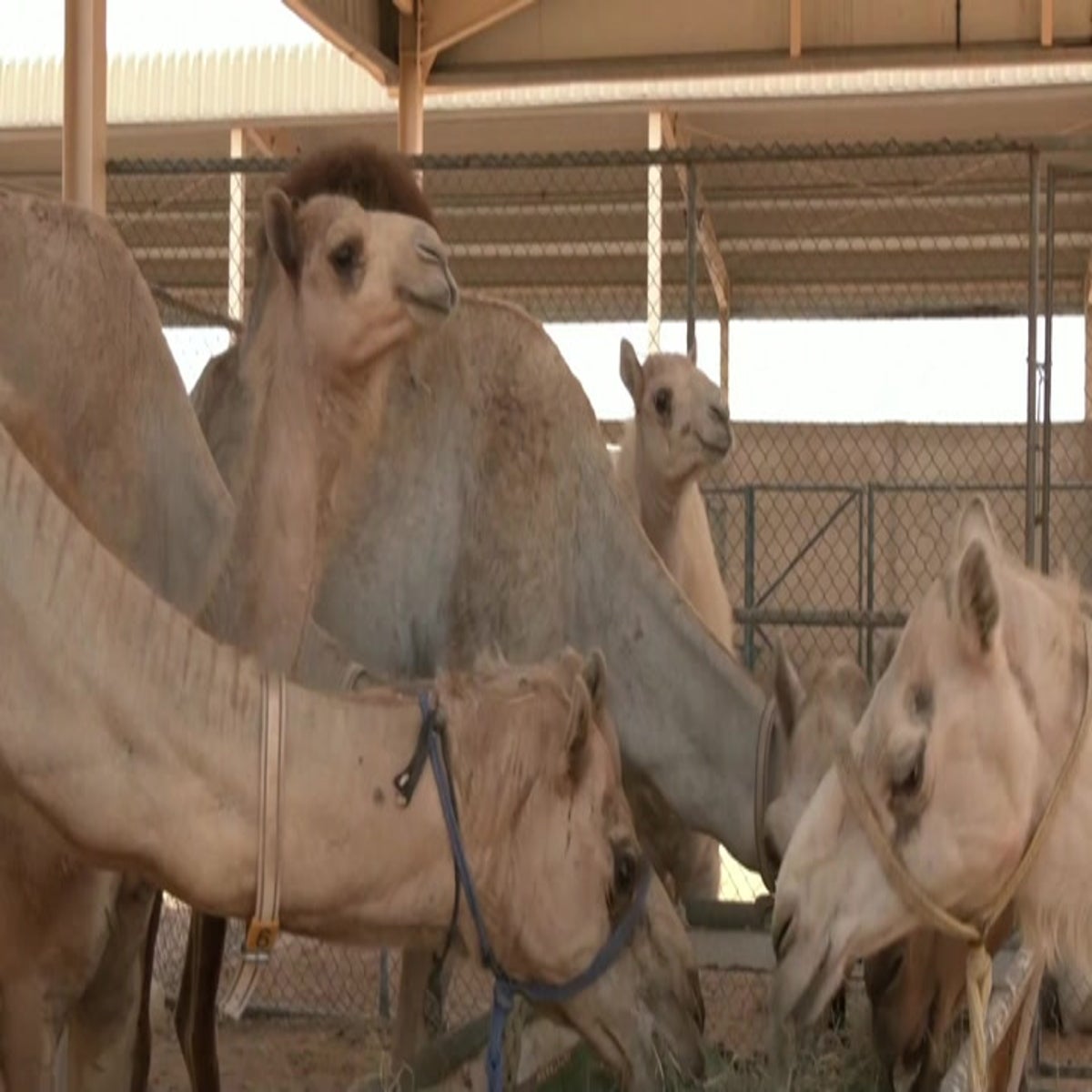 Meet the cloned camels living in Dubai | Lifestyle | Independent TV