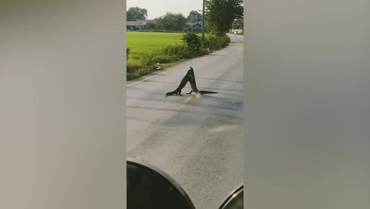‘Godzilla-like’ lizards cause traffic jam as they fight in middle of road
