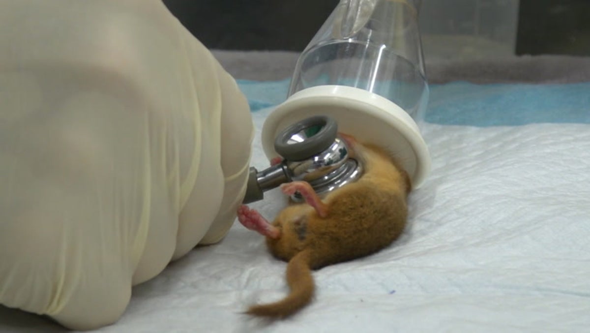 Tiny rare dormice get full check-up before release into wild
