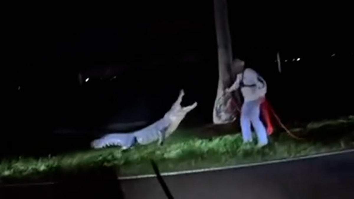 Moment feisty 11ft alligator lunges as trappers try to wrangle it