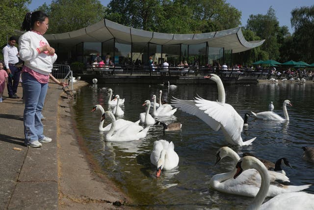 <p>A girl feeds the swans at a park in London</p>