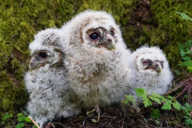 Tawny owl chicks at Kielder Forest in Northumberland (Owen Humphreys/PA)