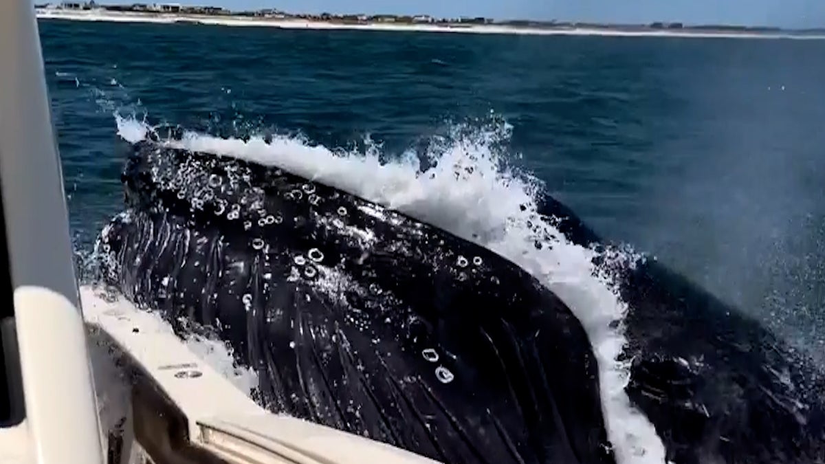 Moment huge humpback whale slams into boat full of tourists on dolphin excursion