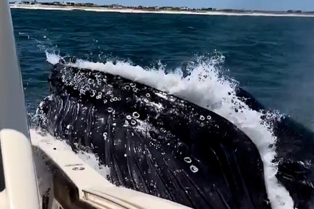 <p>Terrifying moment giant humpback whale slams into boat caught on camera</p>