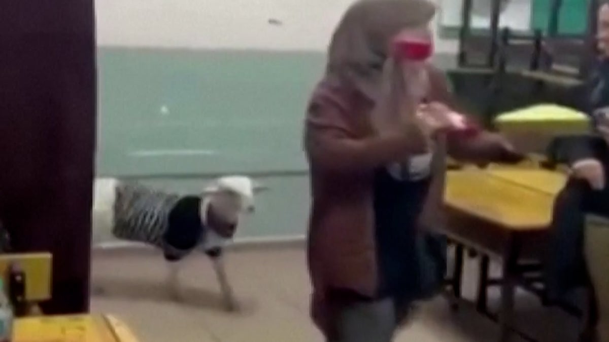 Pet lamb appears to turn up to polling station to vote during Turkey elections