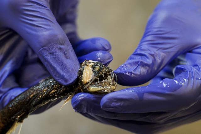 Various specimen collected during the expedition being preserved at the Natural History Museum in London (Jordan Pettitt/PA)