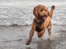 Dog owners warned not to let pooches drink seawater while enjoying the beach