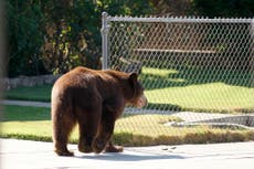 Woman seriously injured by black bear after opening cabin door to let dog out