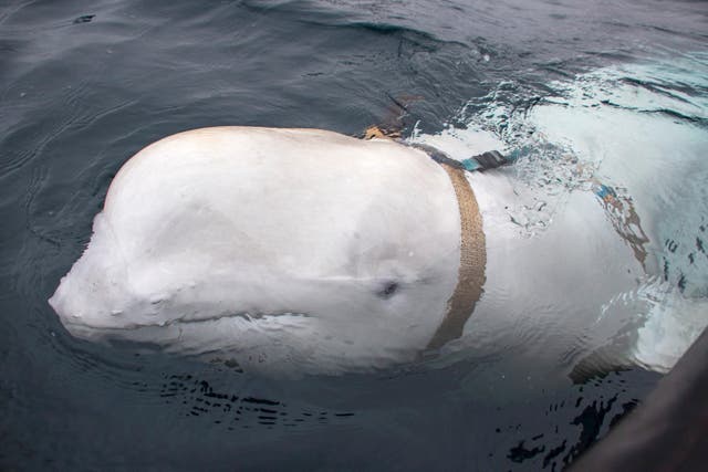 <p>File: A white whale wearing a harness, which was discovered by fishermen off the coast of northern Norway</p>