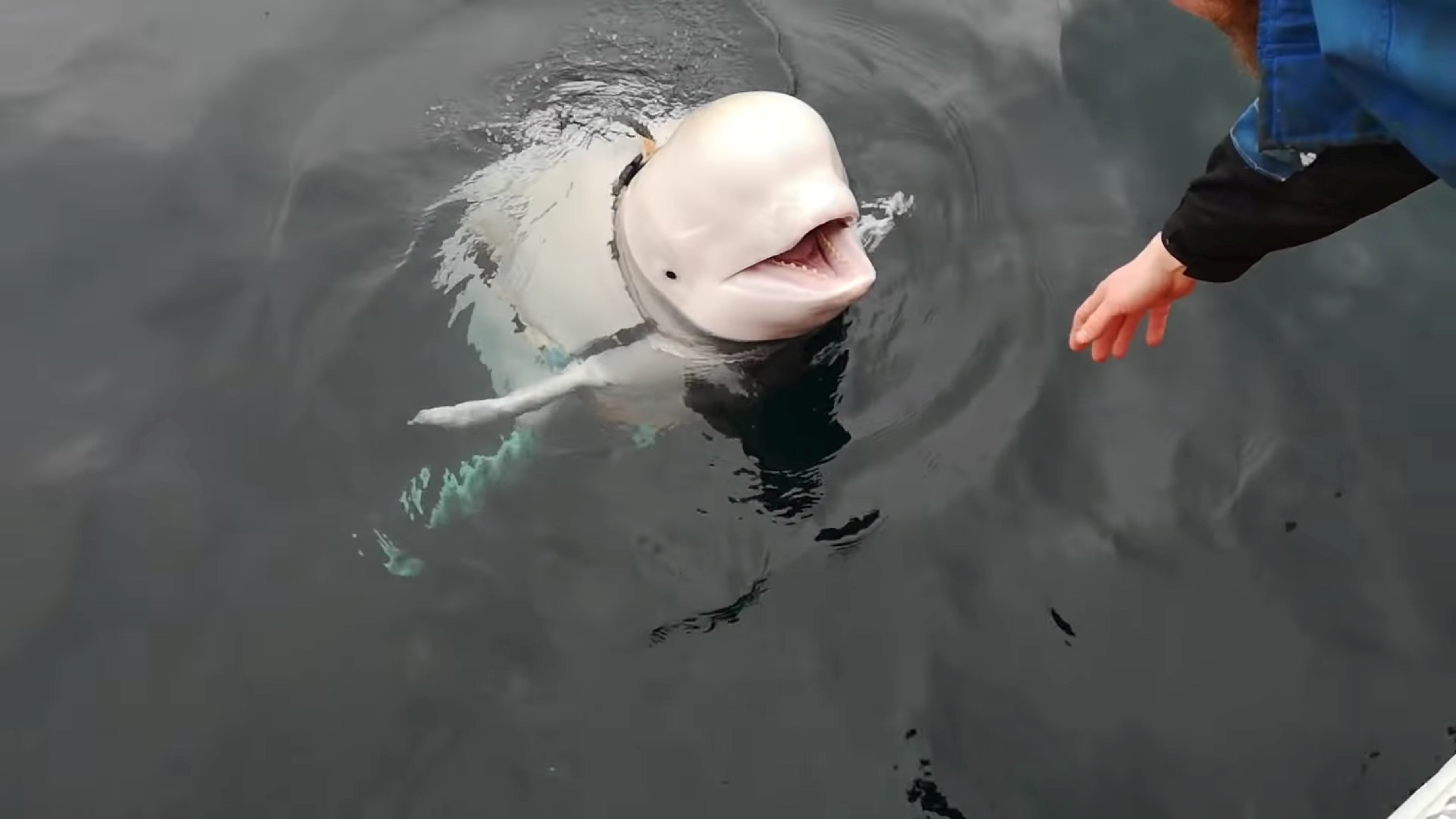 A Beluga whale wearing a Go Pro harness is seen in Norwegian waters in 2019