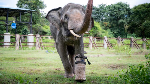 <p>A rescued elephant has been fitted with a prosthetic foot so he can walk again</p>