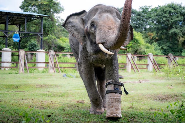 <p>A rescued elephant has been fitted with a prosthetic foot so he can walk again</p>