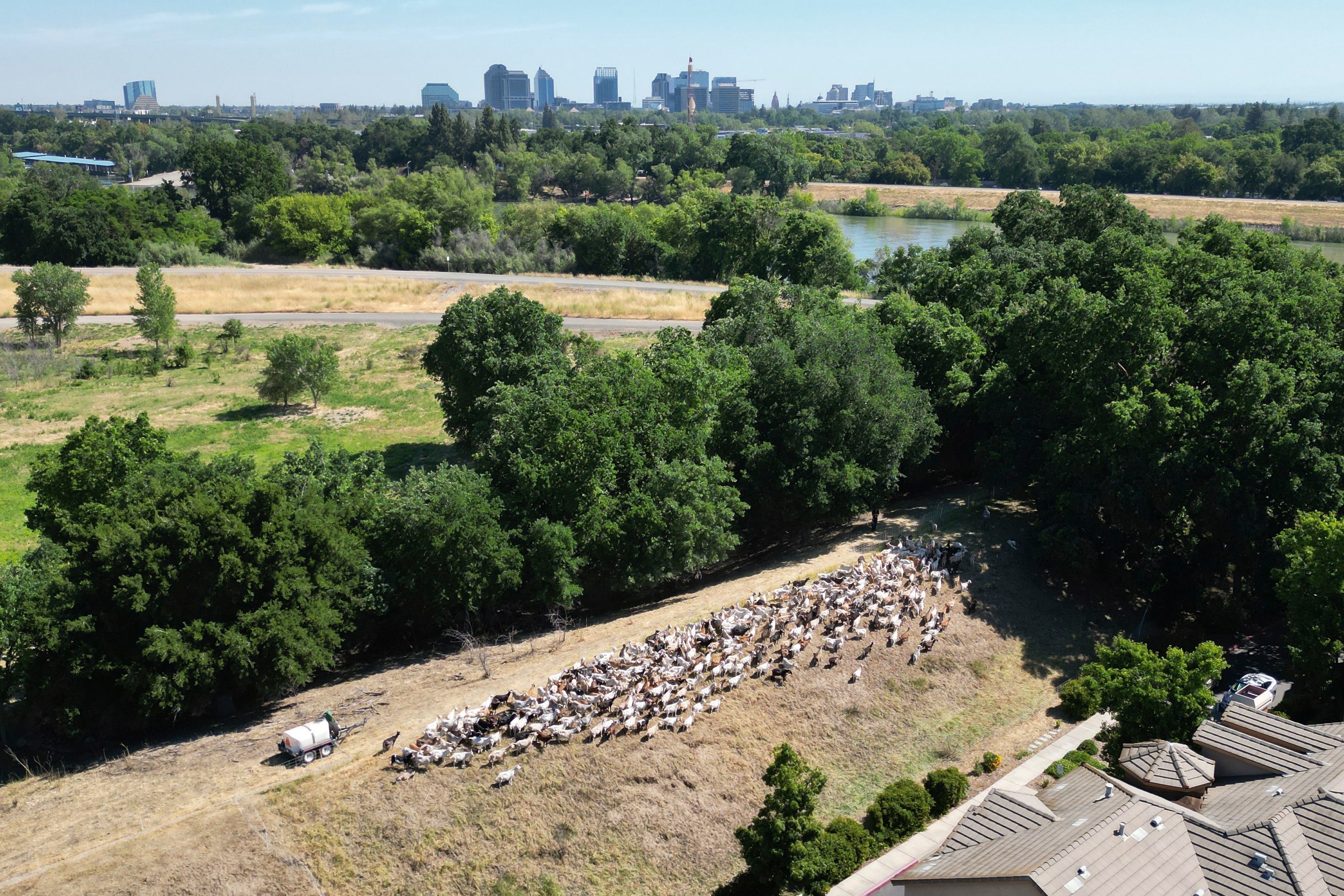 Wildfires Grazing Goats