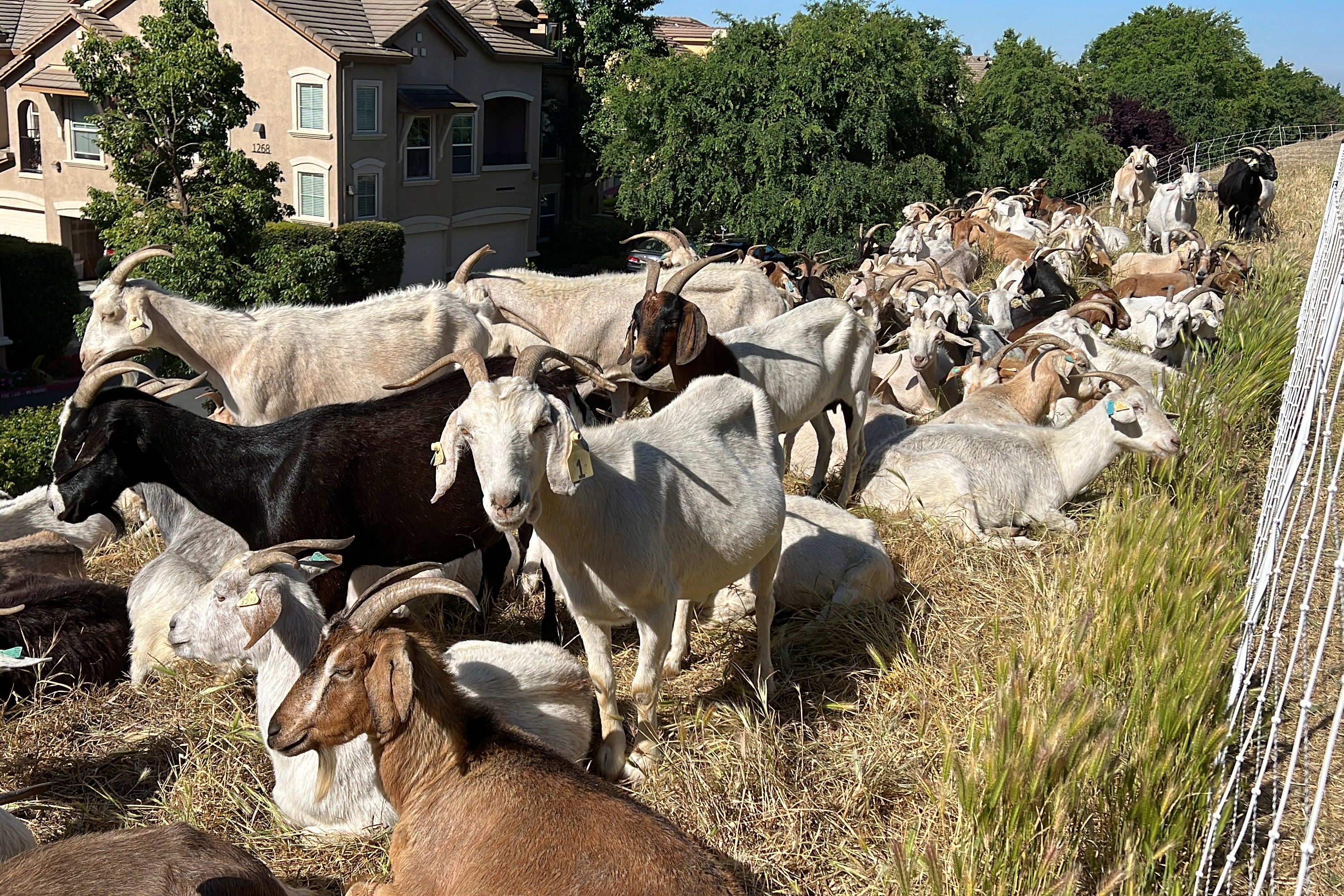 Wildfires Grazing Goats