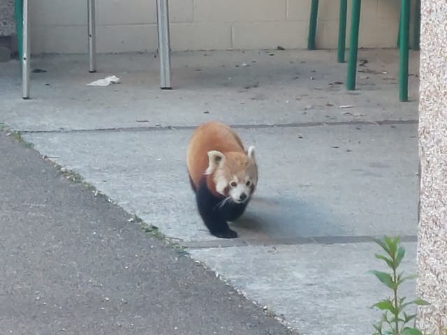 <p>Sundara the red panda escaped from Newquay Zoo on Friday morning</p>