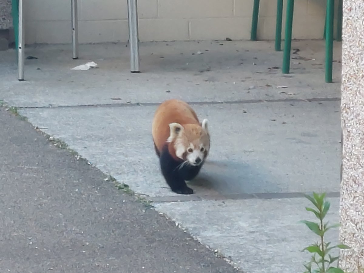 Police called after escaped red panda wanders half a mile to snack on apples