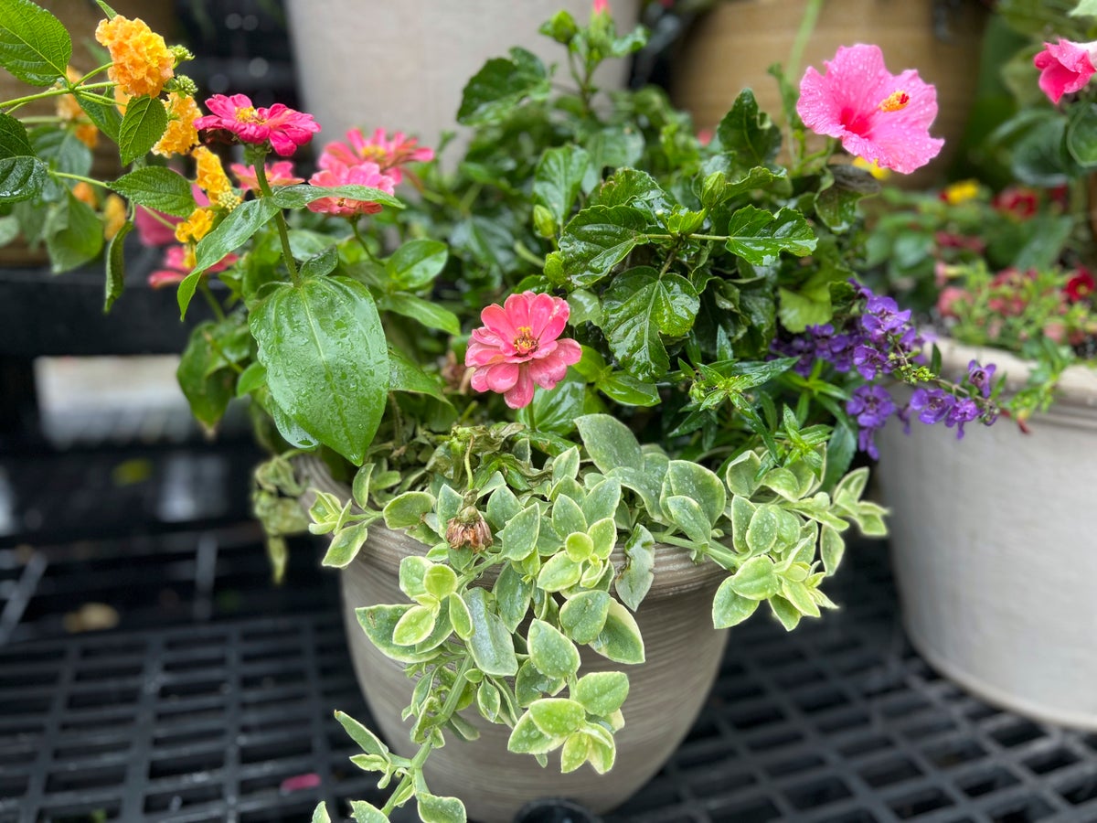 How to plant a container like the pros do