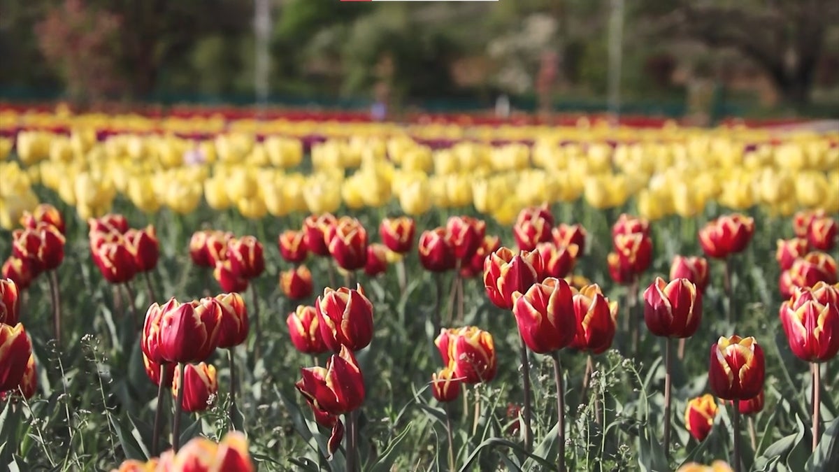 The garden in Kashmir adorned with a million tulips