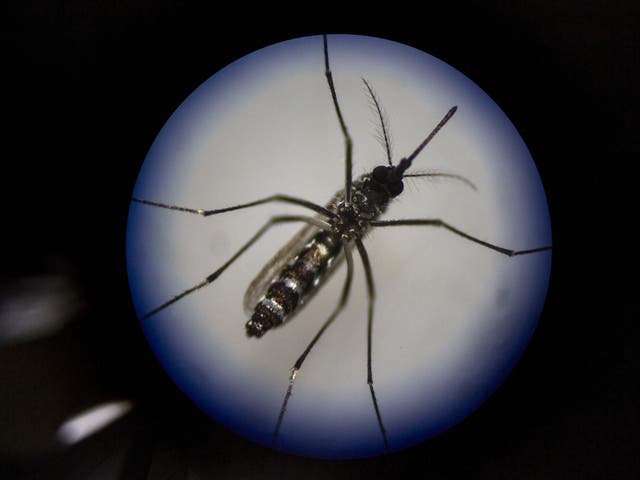<p>Tiger mosquitoes are now widely established across western Europe</p>