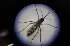 The worrying rise in dengue fever and what it could mean for the UK