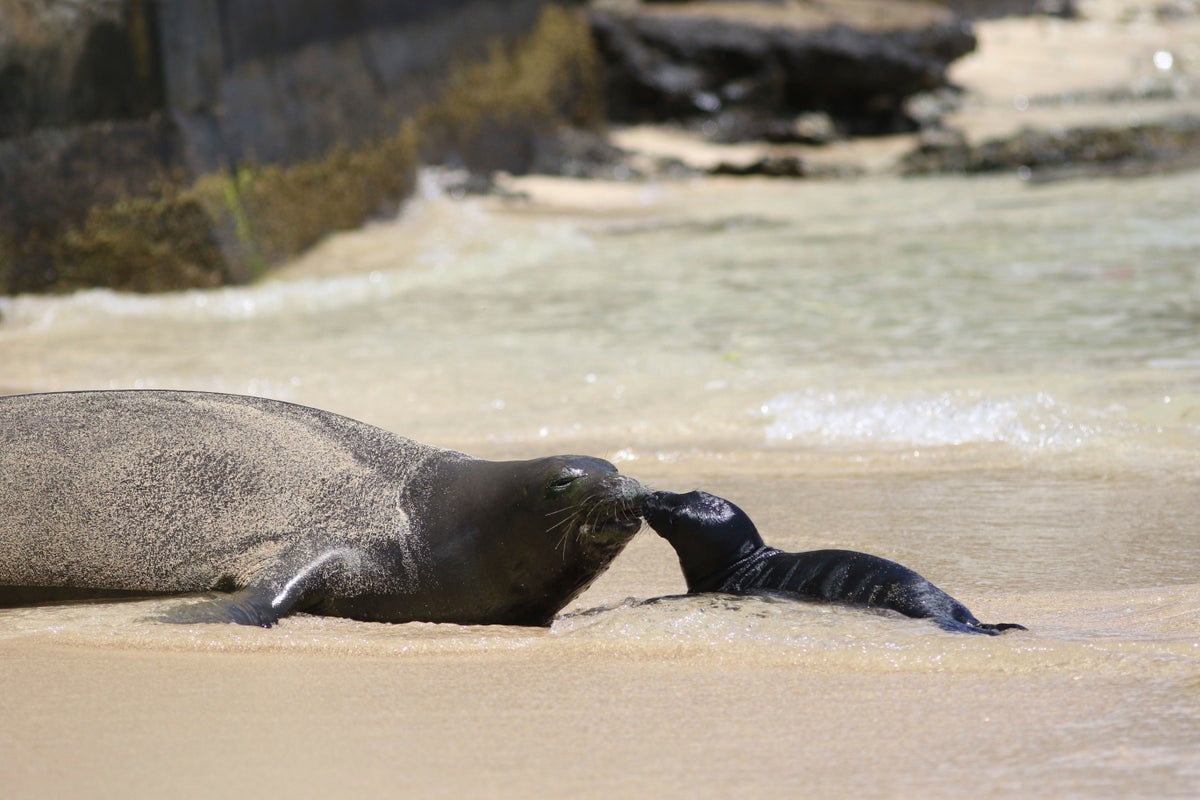 Hawaii reopens popular Waikiki beach after endangered monk seal pup weans
