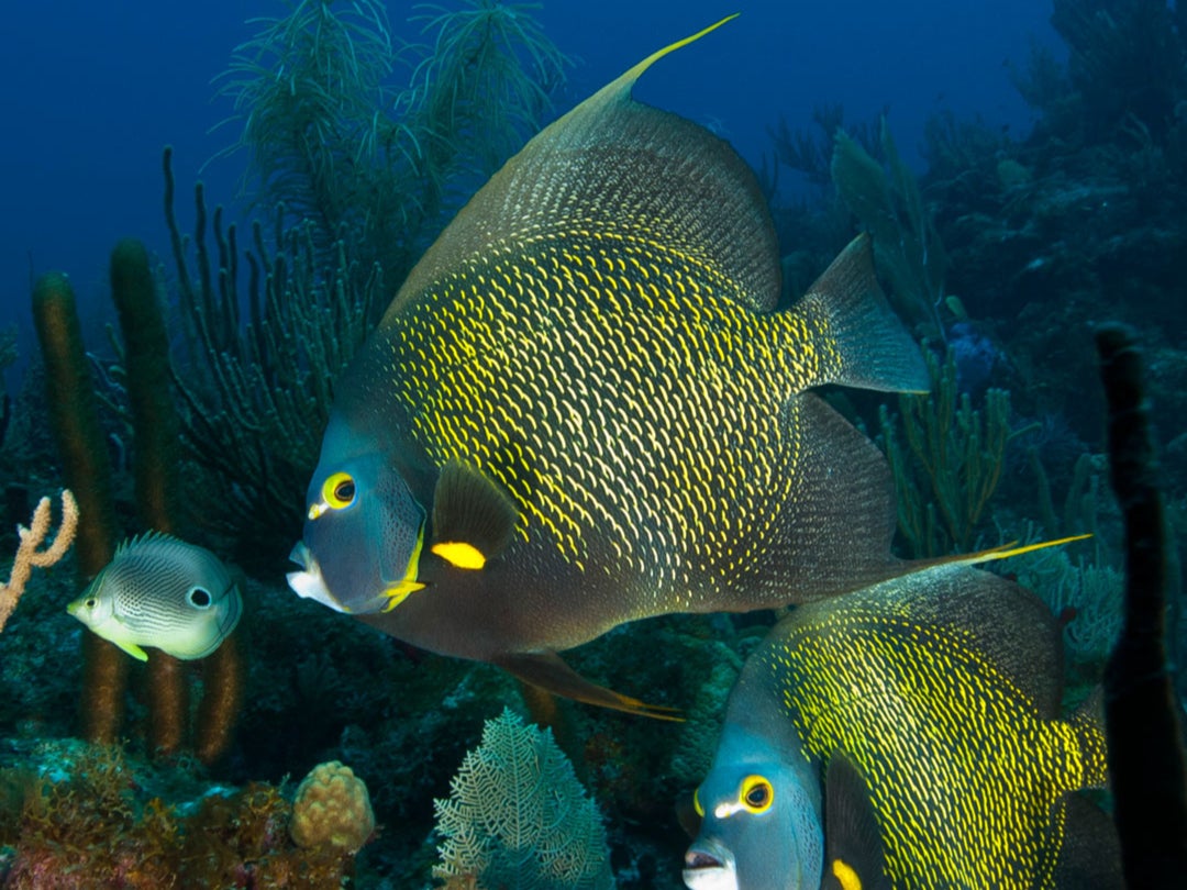 The waters around Sint Eustatius teem with marine life