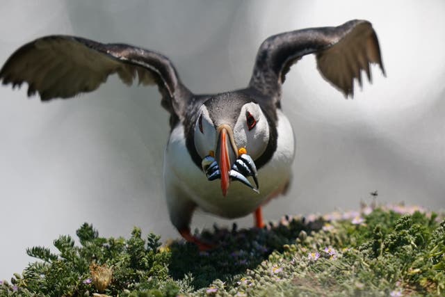 <p>Puffins on Saltee Island, off Co Wexford, one of Ireland’s major bird sanctuaries (Niall Carson/PA)</p>