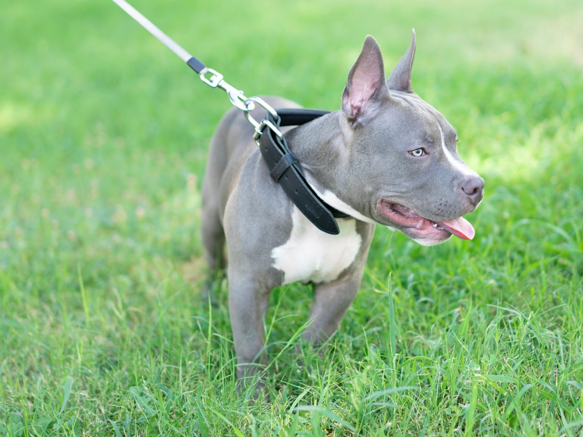 American XL Bullies: What is the law concerning dangerous dogs?