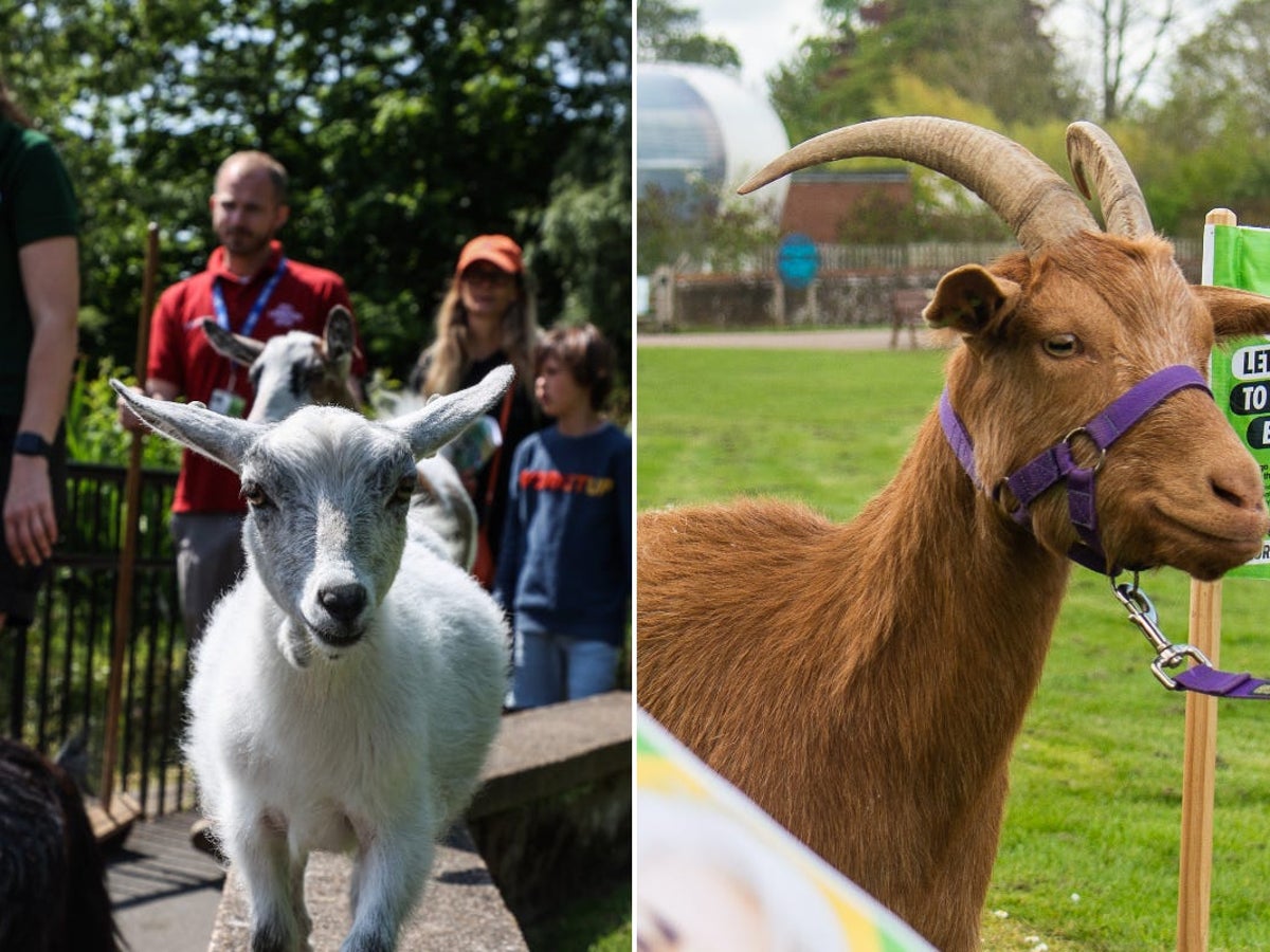 Goats Riding Dogs Can Goats Be Trained Like Dogs