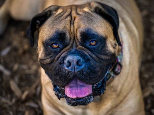 The dog involved in the attack is believed to be a bull mastiff