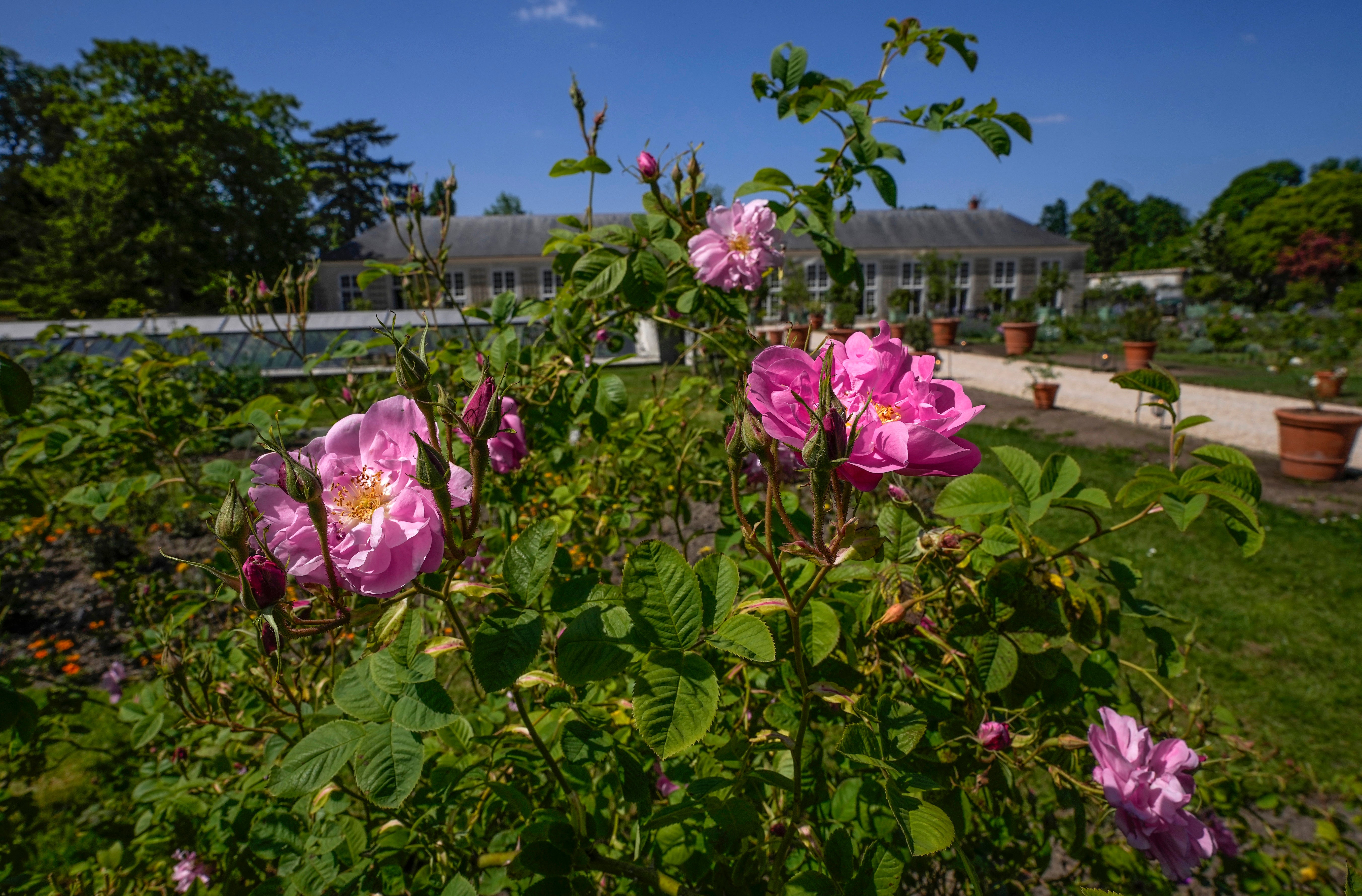 France Versailles Perfume