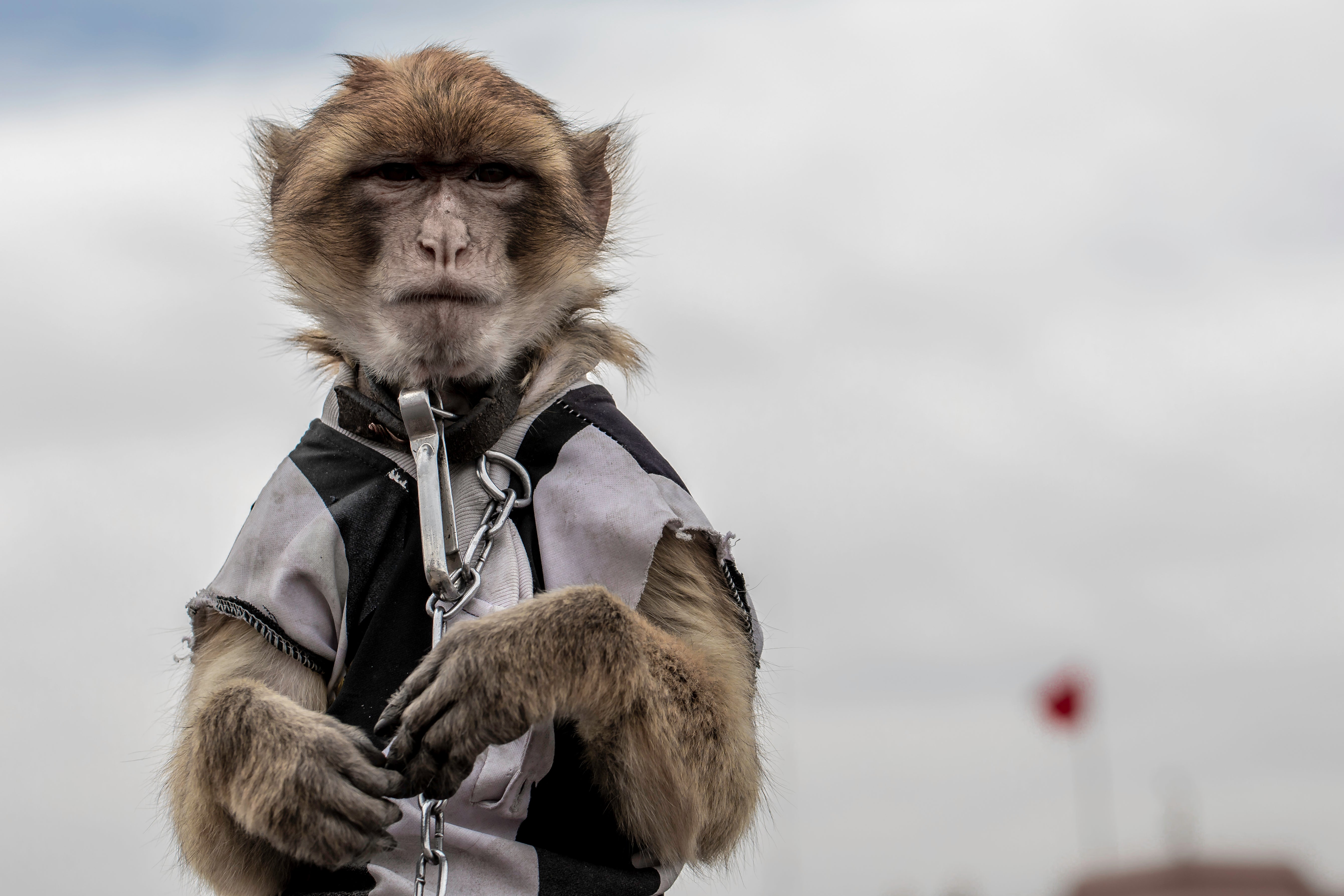 Macaque monkeys are often dressed up and chained to entertain tourists