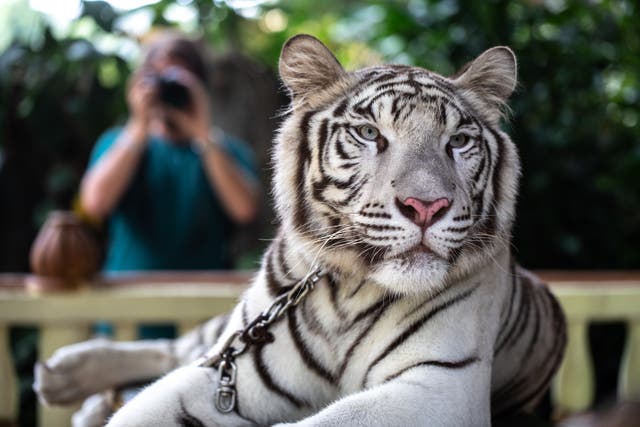 <p>A white tiger photo-prop chained in Indonesia </p>