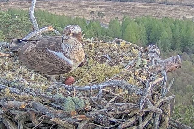 The chick hatched while being watched by viewers on a livestream of the nest (Woodland Trust Scotland/PA)