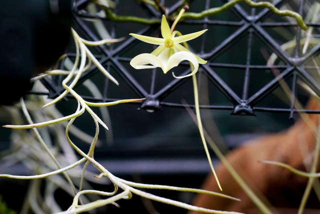 The Florida Ghost Orchid is not a species native to the UK )Jonathan Brady/PA)