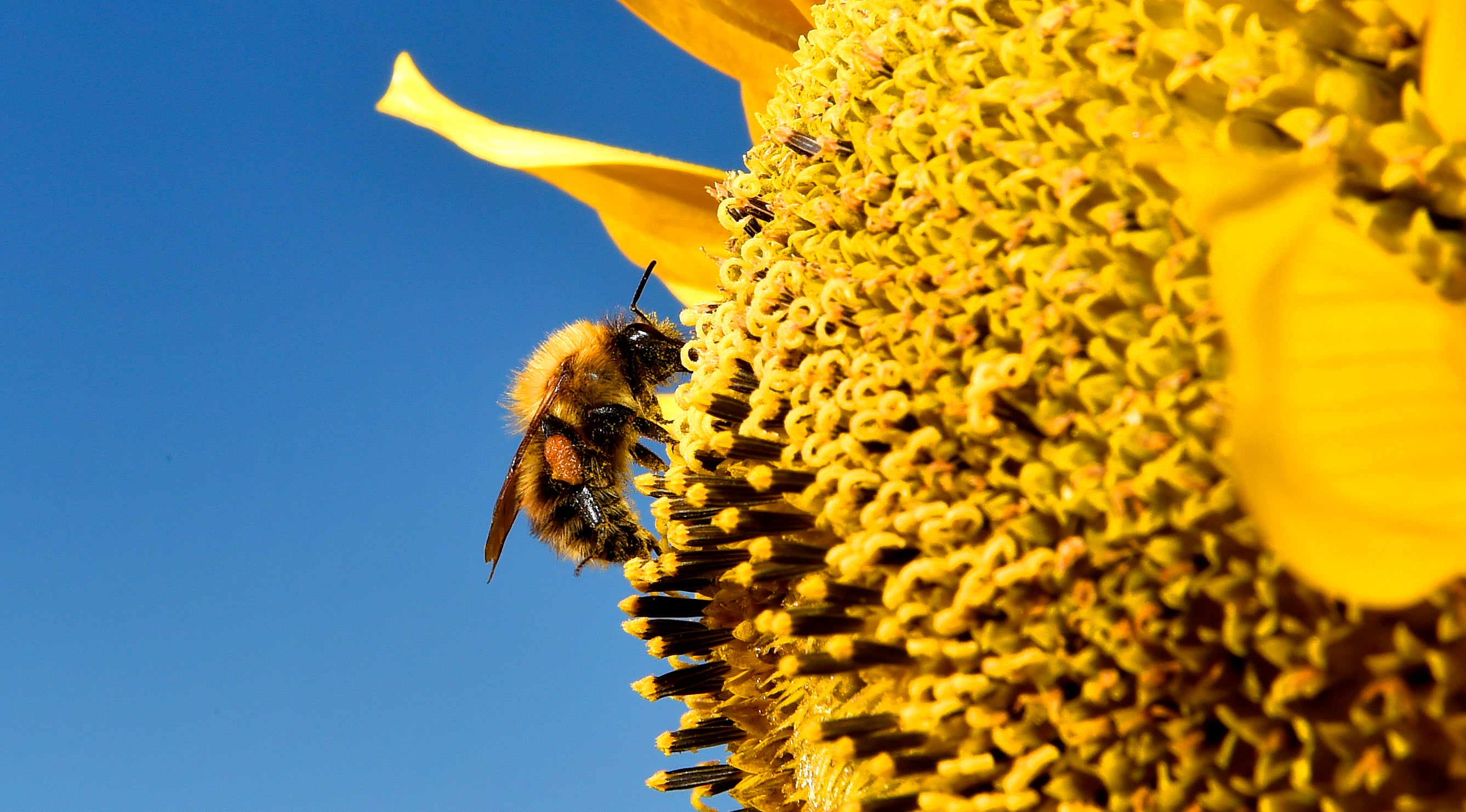 Pollen levels across the south of England and Wales set to increase over the coming days