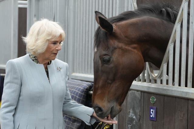 Queen Camilla meets former racing horse Percy Toplis during a visit to The British Racing School (Kirsty Wigglesworth/PA)